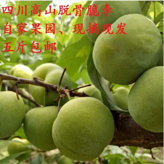 成都 脱骨脆李 空心李 汶川李子