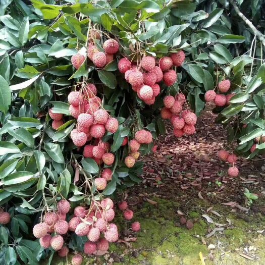 灵山县 荔枝苗_妃子笑