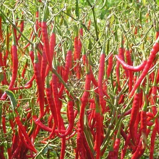 开鲁县北京红干辣椒 红干椒种植基地，种类丰富，产品质量好，欢迎采购商采购考察。