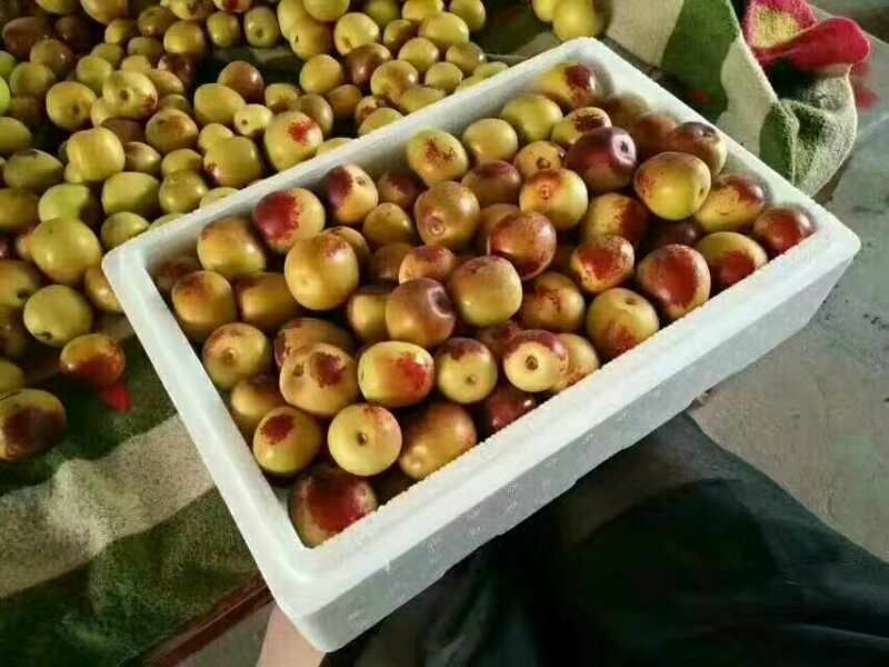 大荔新鲜冬枣皮薄肉厚营养丰富产地直发5斤包邮