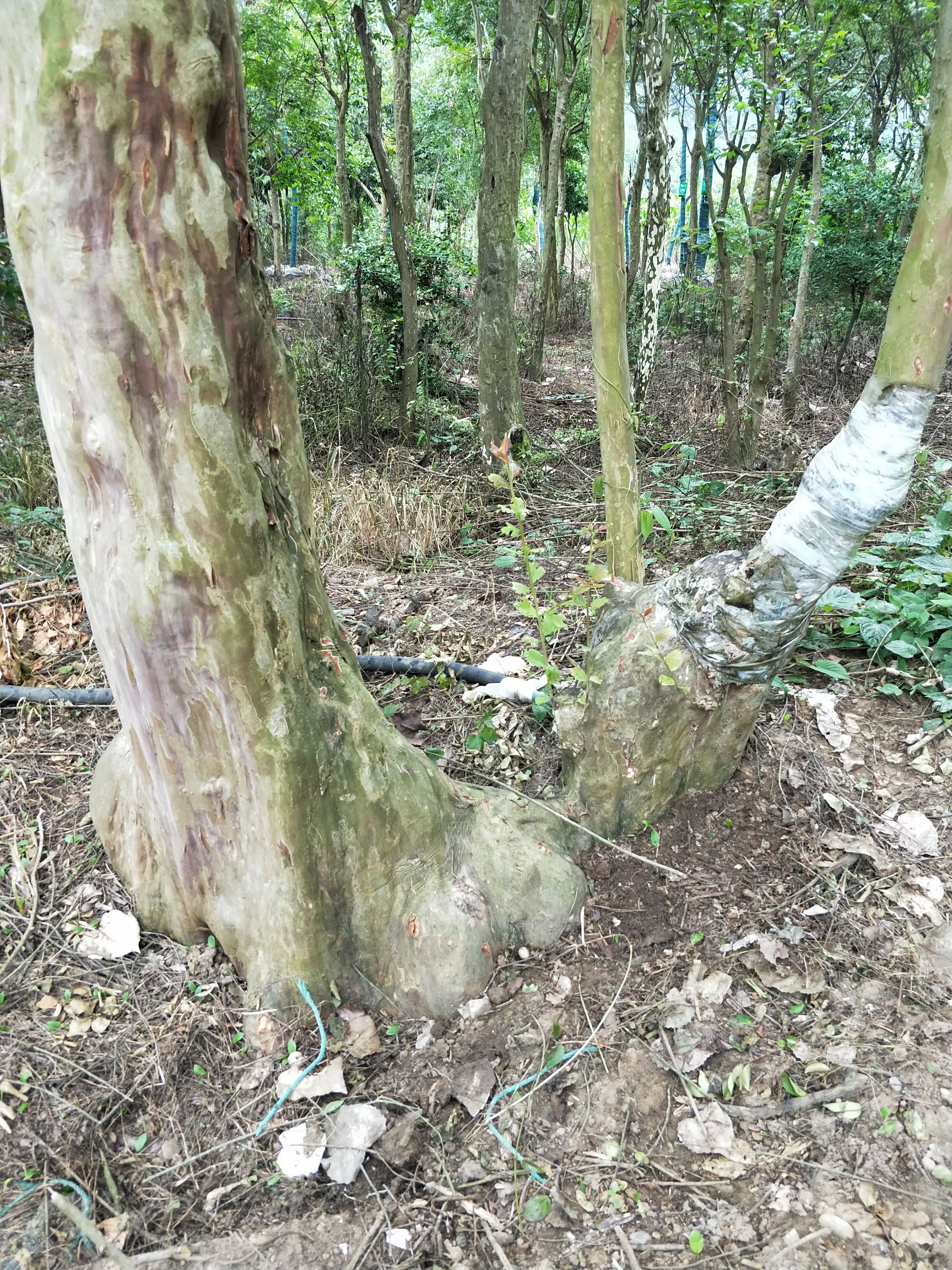 造型紫薇 精品苗木，有实力的爱好者可联系我