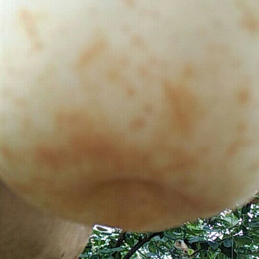 灌阳县 全生态优质套袋翠冠梨