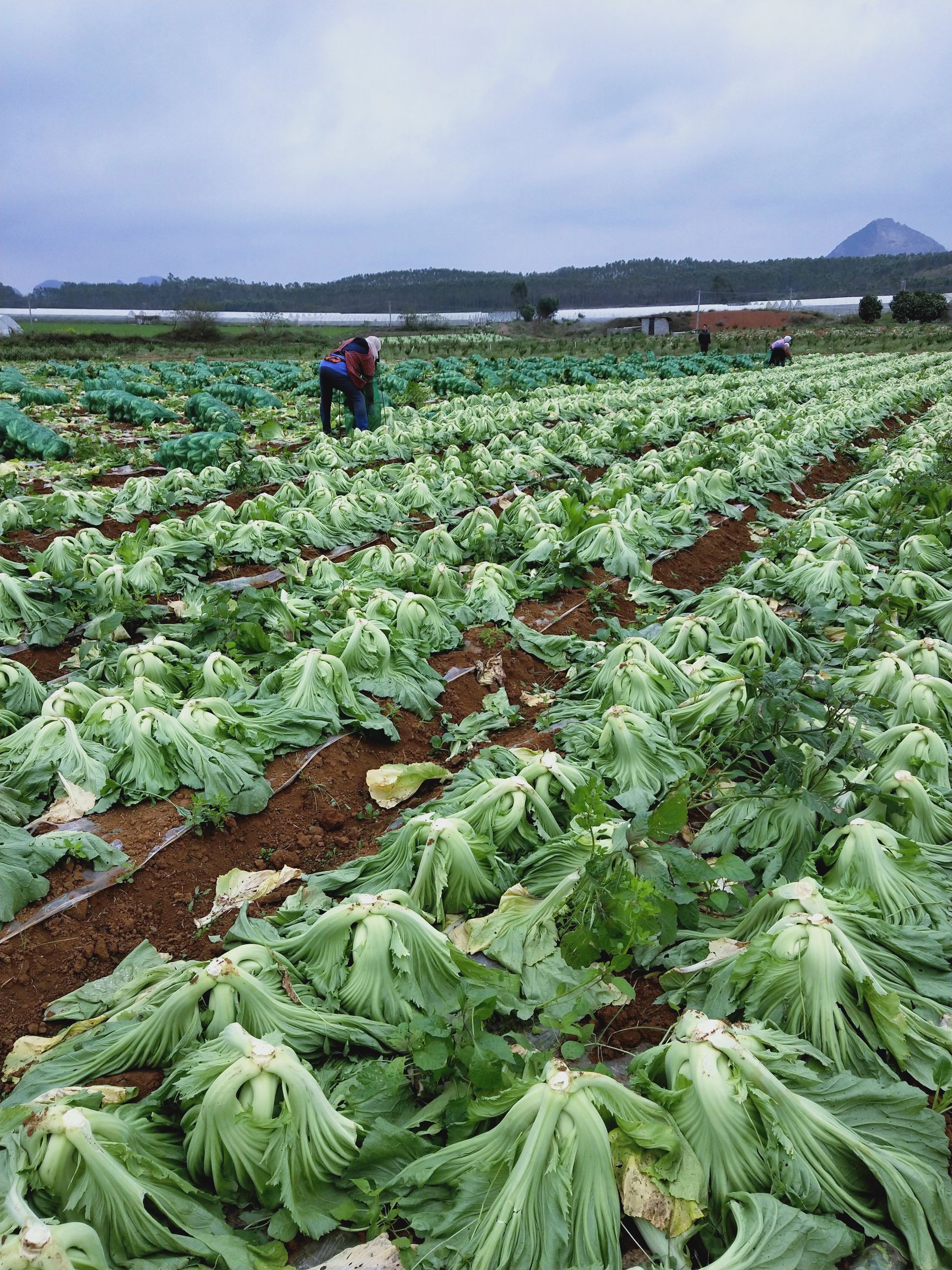 包芯芥菜 肉芥菜