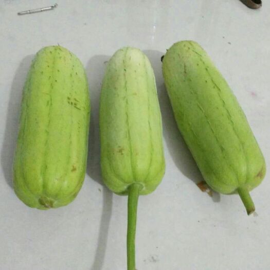 平江县白玉丝瓜 白玉絲瓜，短小味美，現已上市，歡迎採購