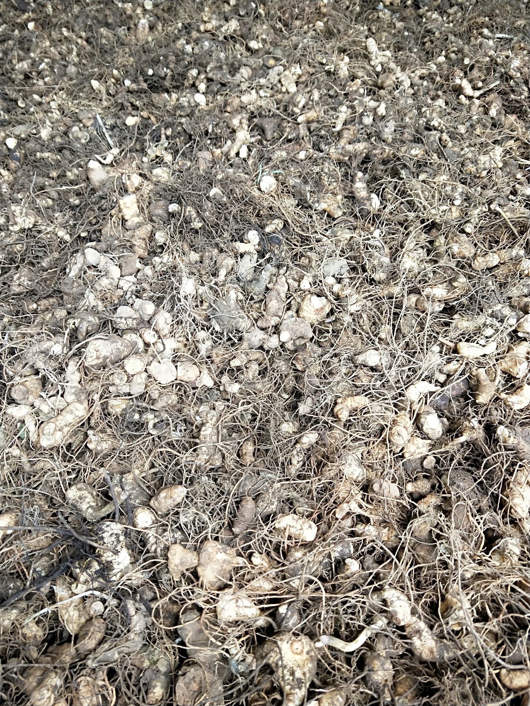 精品黄精种苗多花黄精芽头药材潜力股 基地技术指导包活包回收