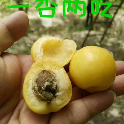 轮台县 新疆轮台县小白杏，已经采摘了，要的抓紧了。就快要下市了