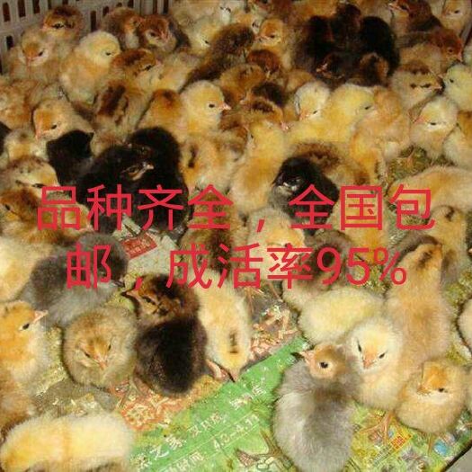 望江县土鸡苗 品种齐全，全国包邮，成活率包95%，包打疫苗。