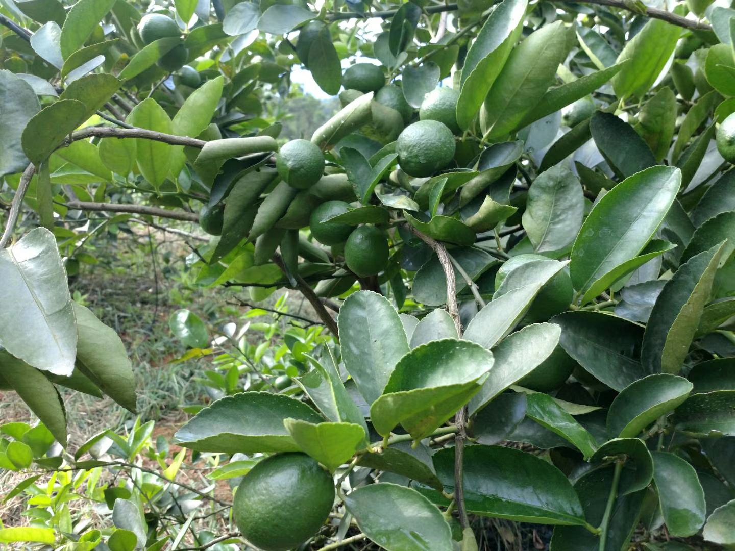  塔西提无籽青柠檬，皮薄多汁，柠檬中最优质品种，不苦不涩。