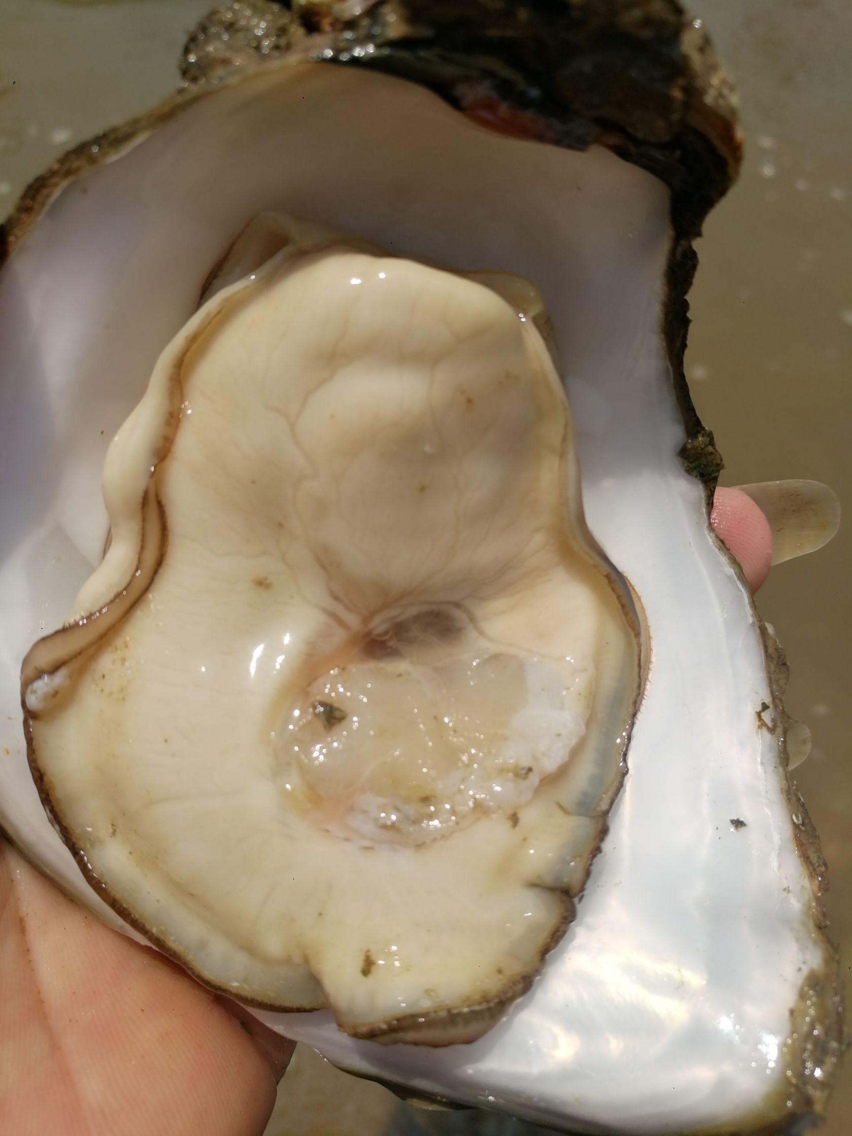 生蚝牡蛎广西生蚝北部湾生蚝钦州生蚝烧烤生蚝刺身生蚝