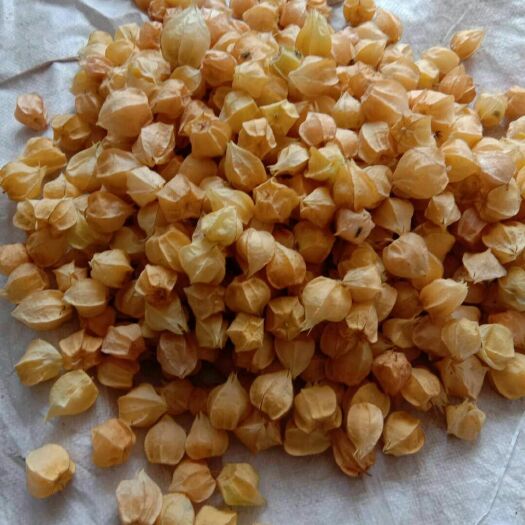 大安市 大量出售香瓜，菇娘