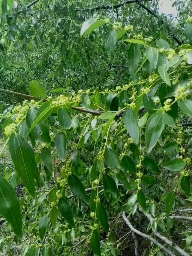  天然枣花蜂蜜，自家的养蜂场
