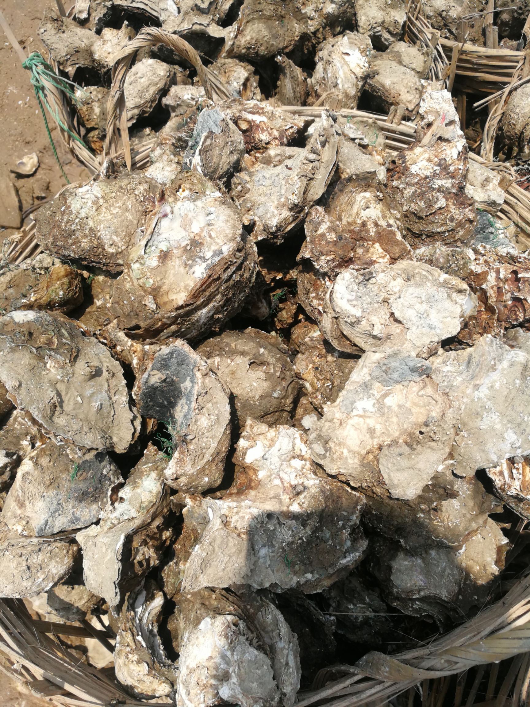 生蚝牡蛎广西生蚝北部湾生蚝钦州生蚝烧烤生蚝刺身生蚝