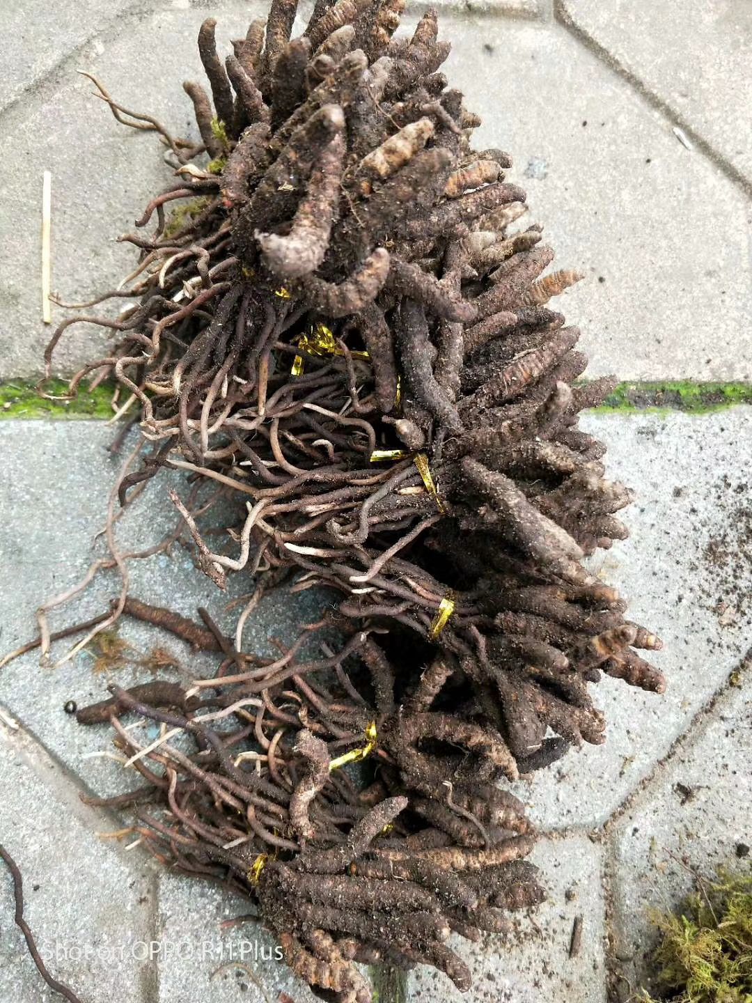  高黎贡山虫草