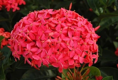 普宁市其它种苗  龙船花