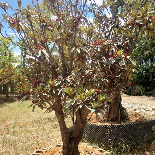 云龙县 高山杜鹃，高度10公分至地径50公分，有大红紫色二十几个品种