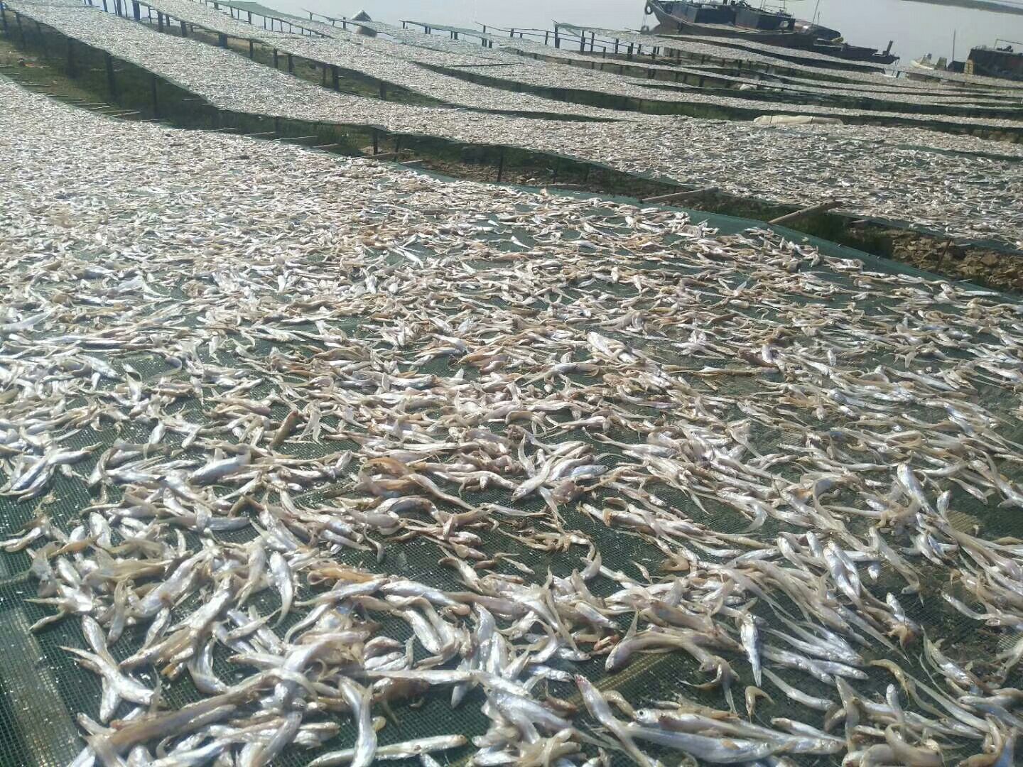 干毛刀魚  鄱陽(yáng)湖淡水毛刀魚鳳尾魚毛花魚干干貨無(wú)鹽