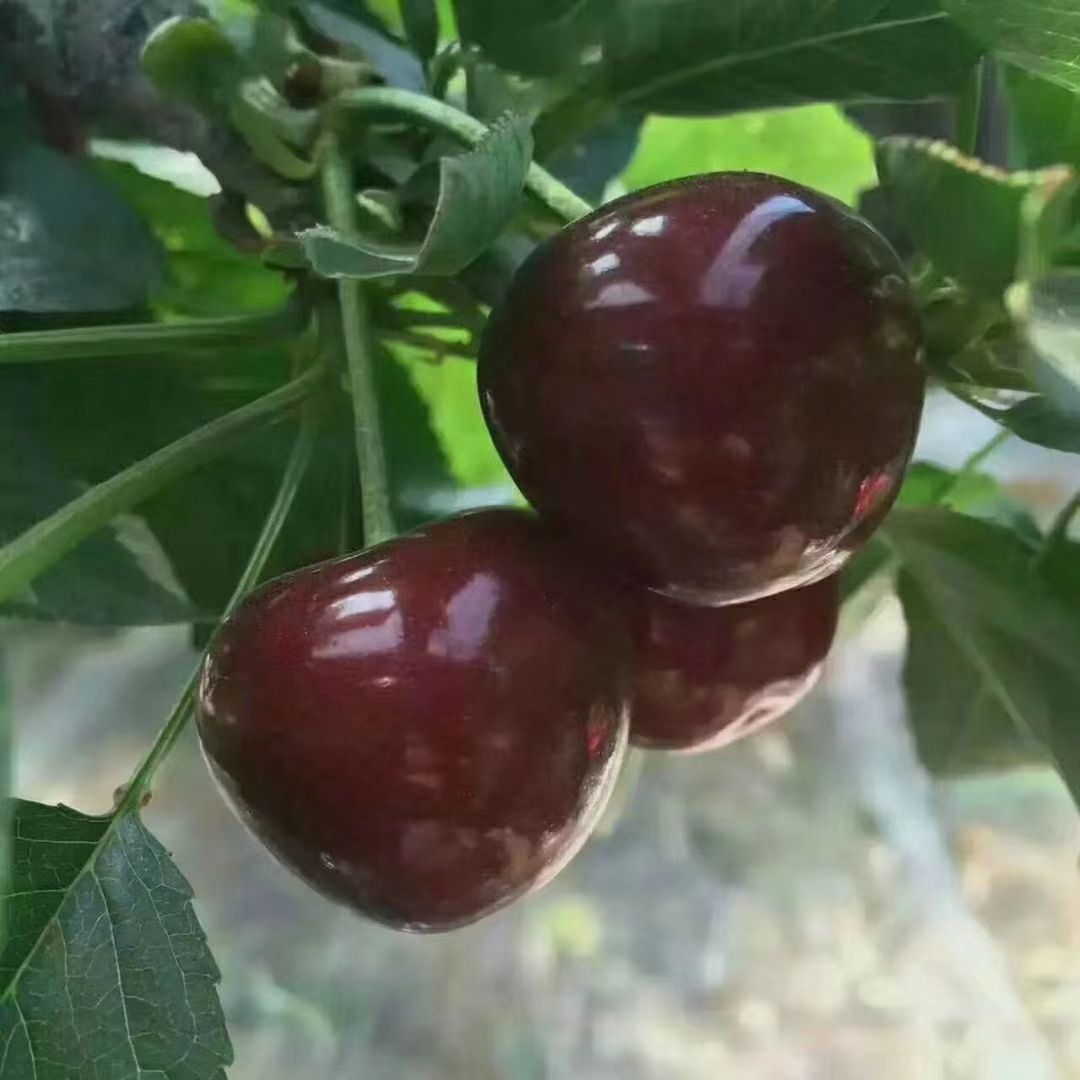 美早樱桃 大连旅顺大美早萨米脱