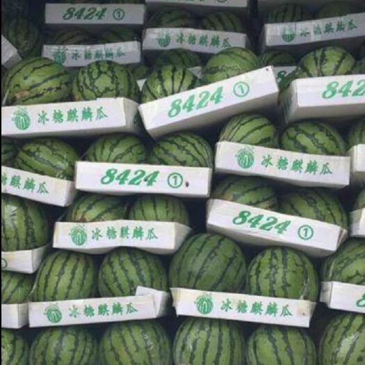 宜城市8424西瓜 8424很抢手，需要要提前预定