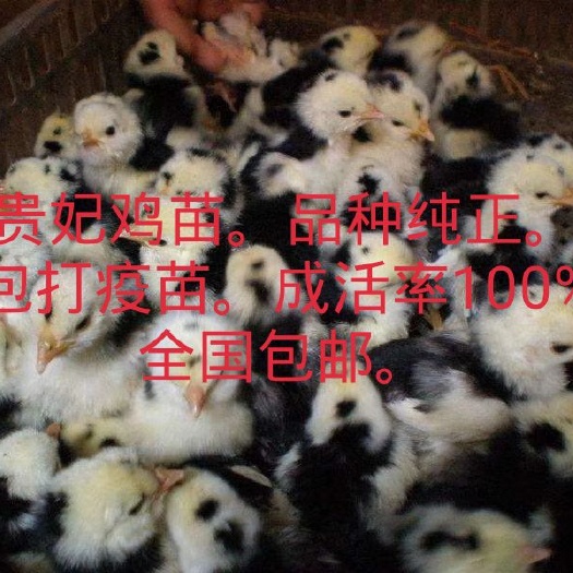 望江县贵妃鸡鸡苗  贵妃鸡，全国包邮，量大优惠。