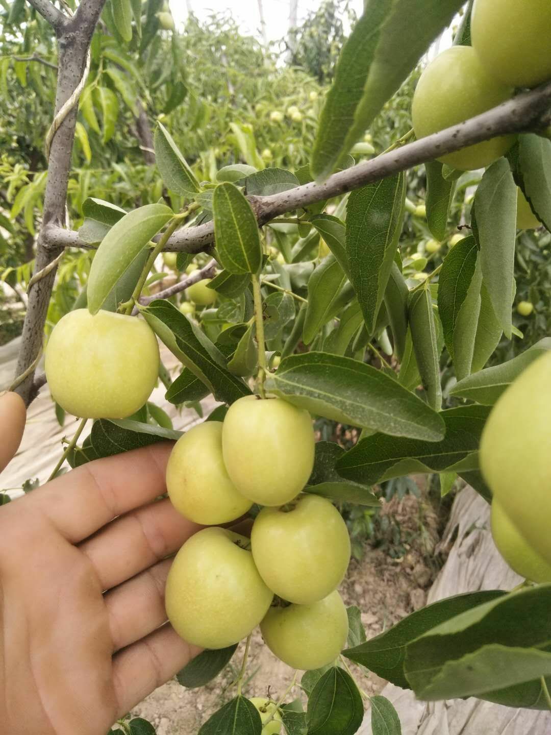 大荔新鲜冬枣皮薄肉厚营养丰富产地直发5斤包邮