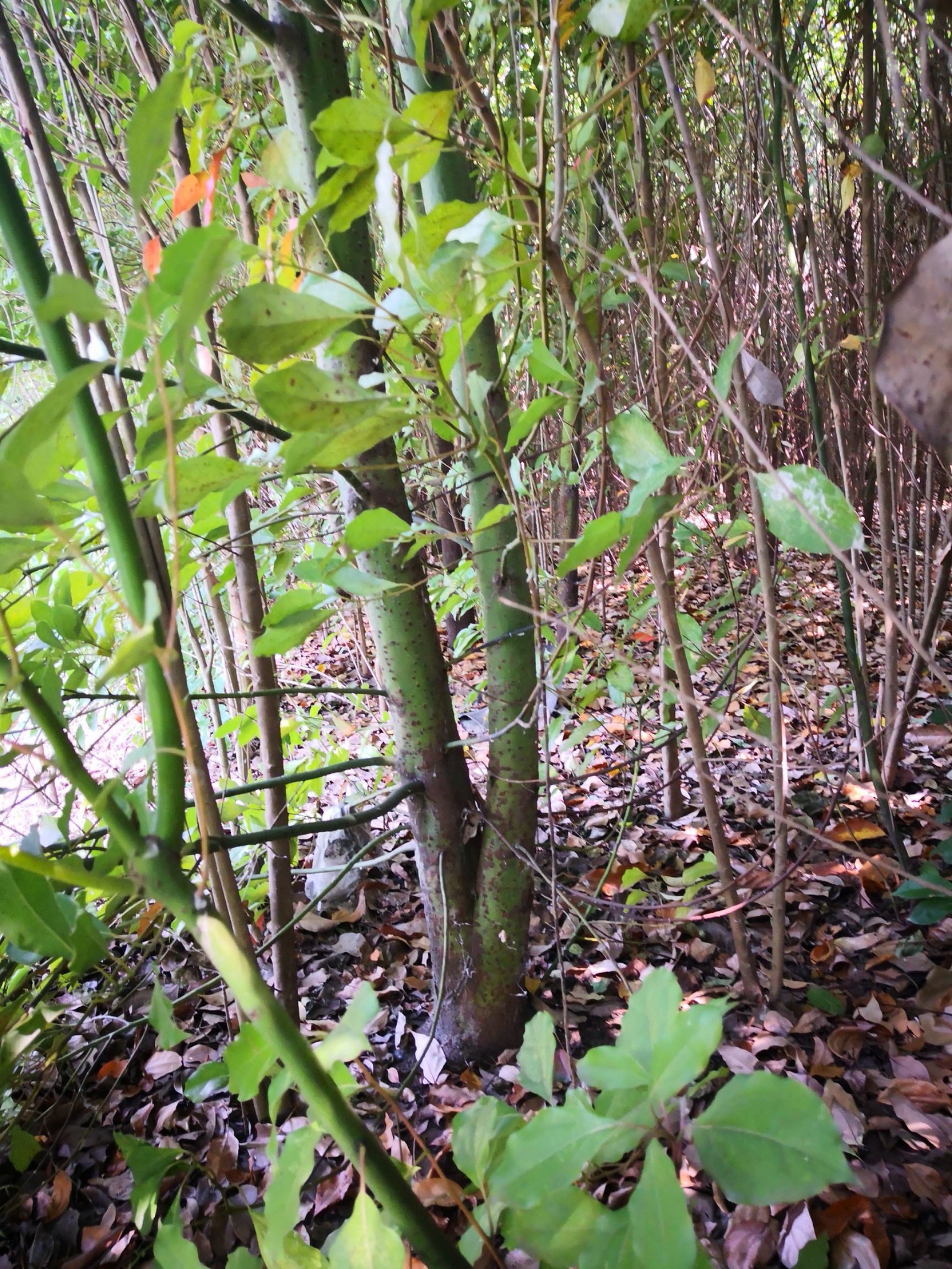  丛生8-12香樟树