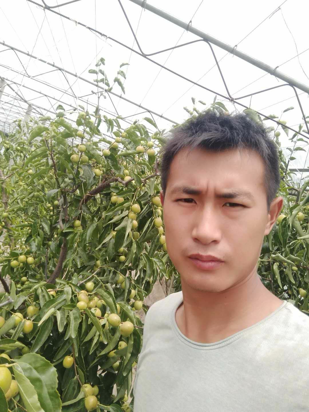 大荔新鲜冬枣皮薄肉厚营养丰富产地直发5斤包邮