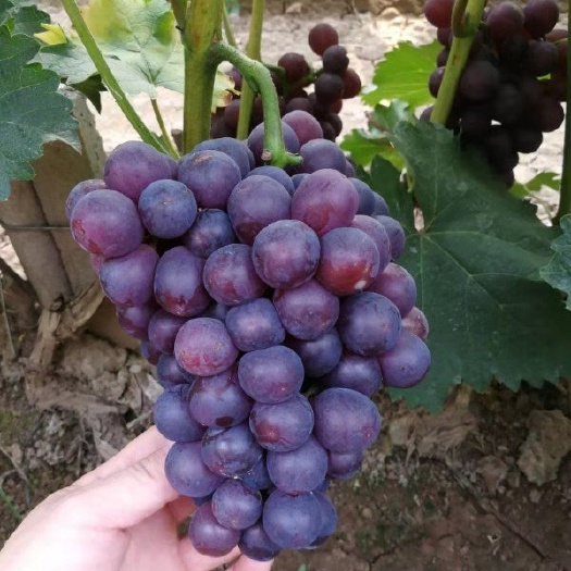 邯郸 红无核葡萄大棚鲜果大量上市