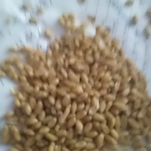 菏泽济麦22 今年新麦已上市，质量优，品质好，保分份11个左右，容量780