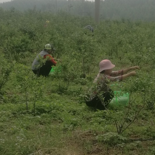 烟台 蓝莓鲜果，大型种植基地