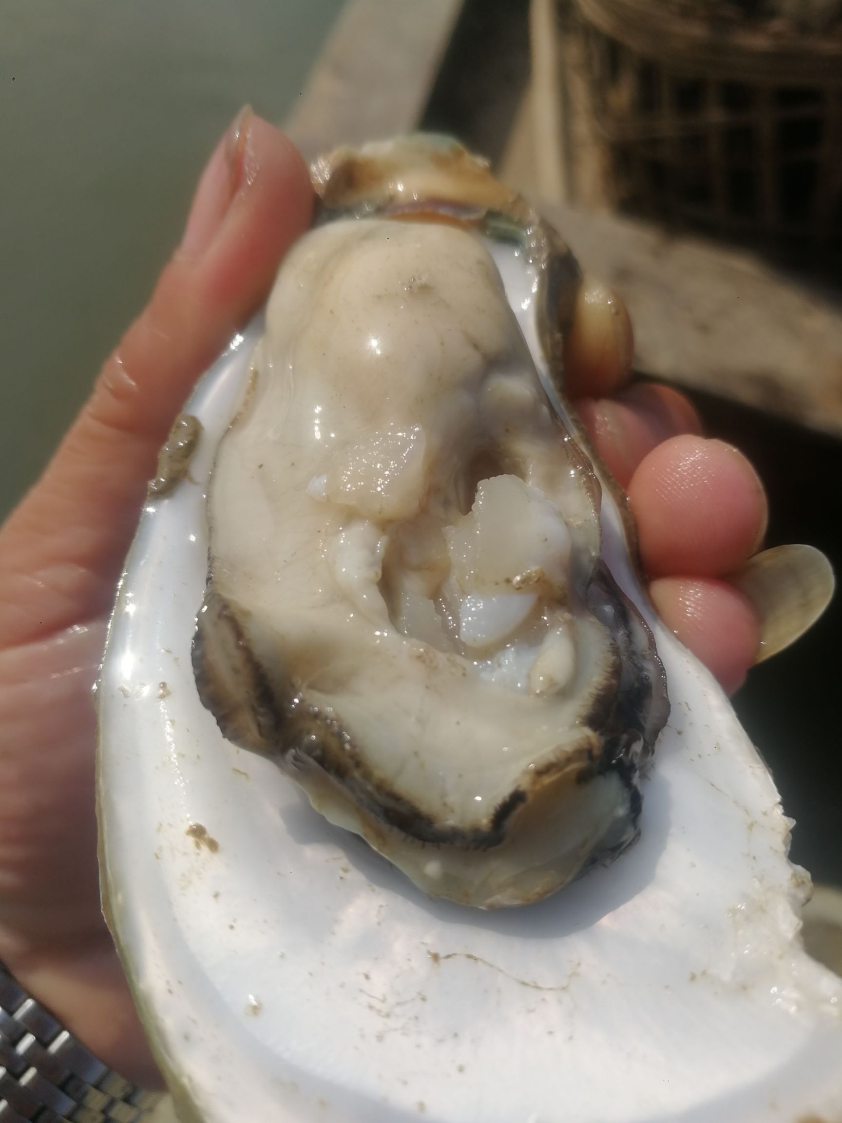 生蚝牡蛎广西生蚝北部湾生蚝钦州生蚝烧烤生蚝刺身生蚝