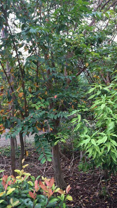 盐城 新的红花紫薇树价格谁知道   地径8公分紫薇树报价