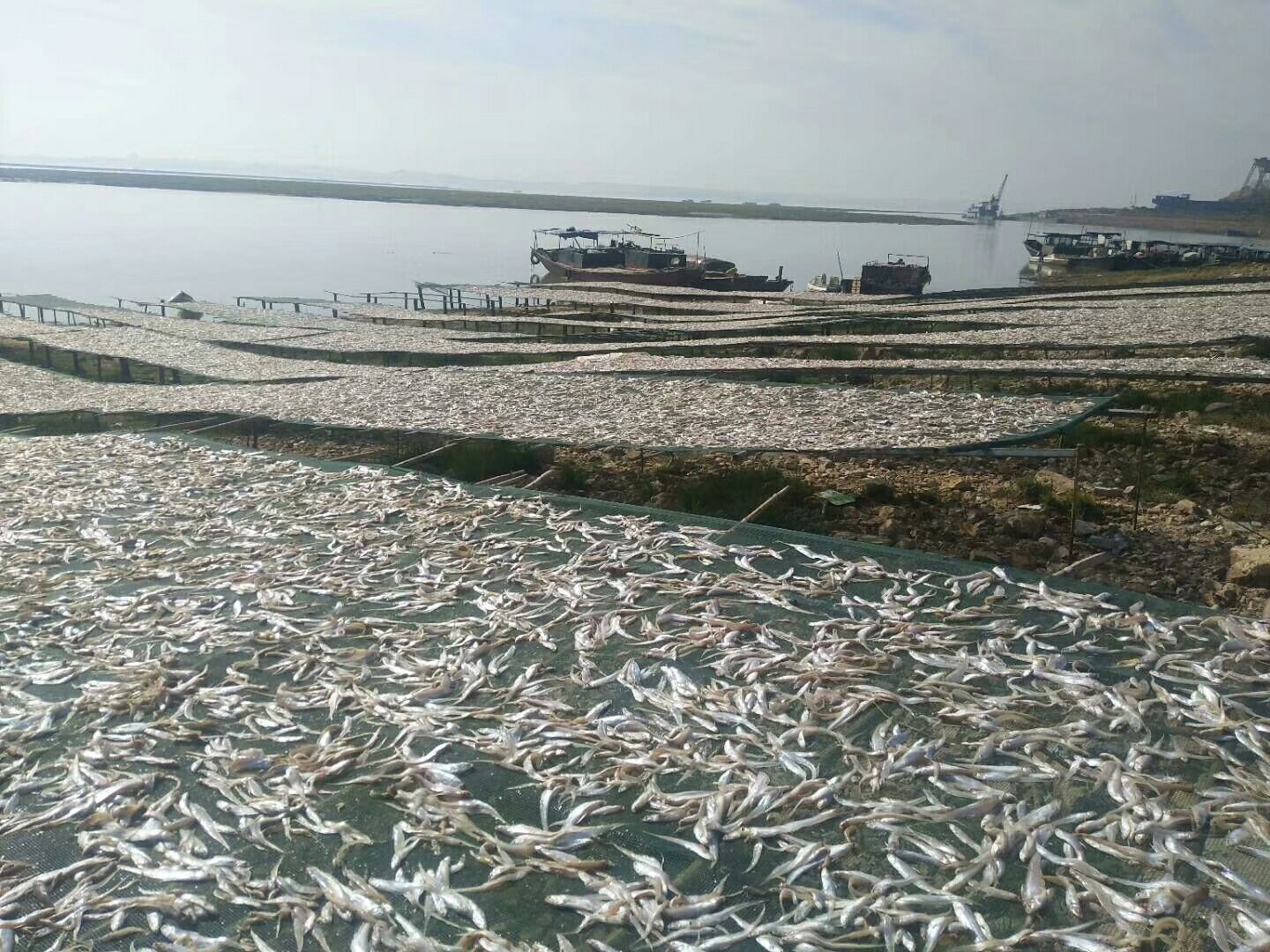 干毛刀魚  鄱陽(yáng)湖淡水毛刀魚鳳尾魚毛花魚干干貨無(wú)鹽