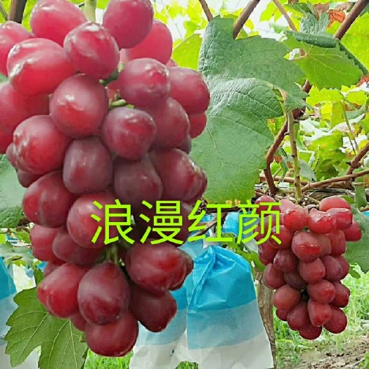 卢龙县浪漫红颜葡萄苗  浪漫红颜嫁接葡萄苗  基地直供  假一赔十