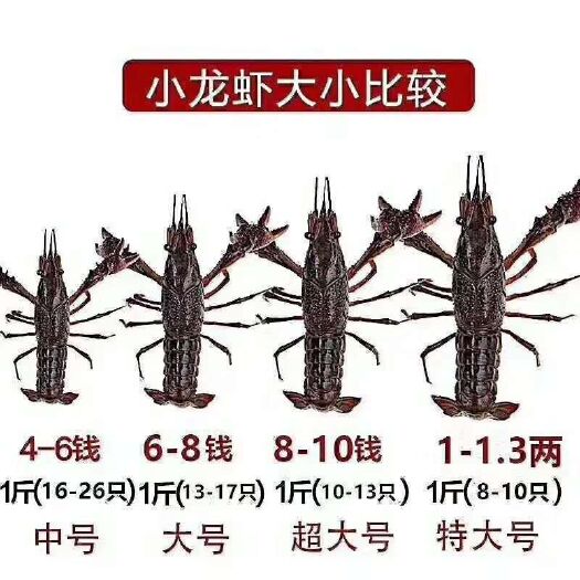 潜江市 234库虾，稻养虾，清水小龙虾