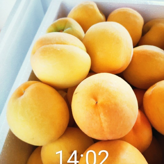 黄金蜜1号苗 成熟早易管理丰产性强售价益好