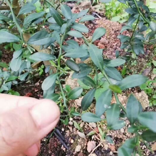 灵山县手指柠檬嫁接苗 规格齐全、价格优惠
