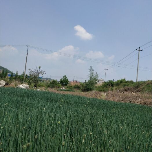 清镇市四季葱 常年供应小香葱批发，葱苗出售