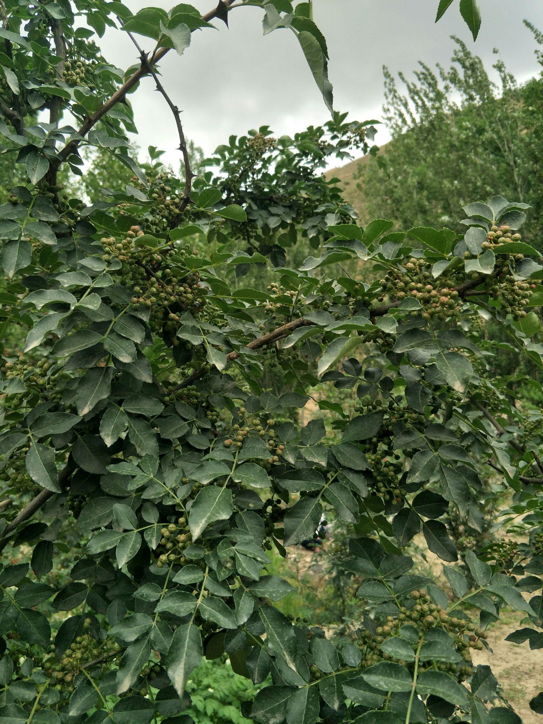  隴南市武都區(qū)原生苗黃蓋獅子頭花椒苗