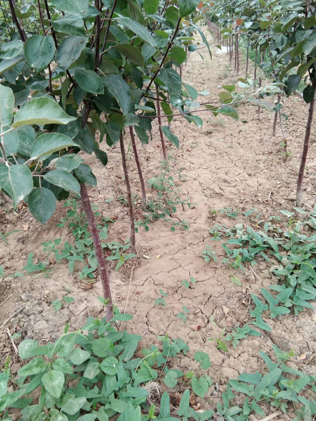 红肉苹果树苗 0.5~1米