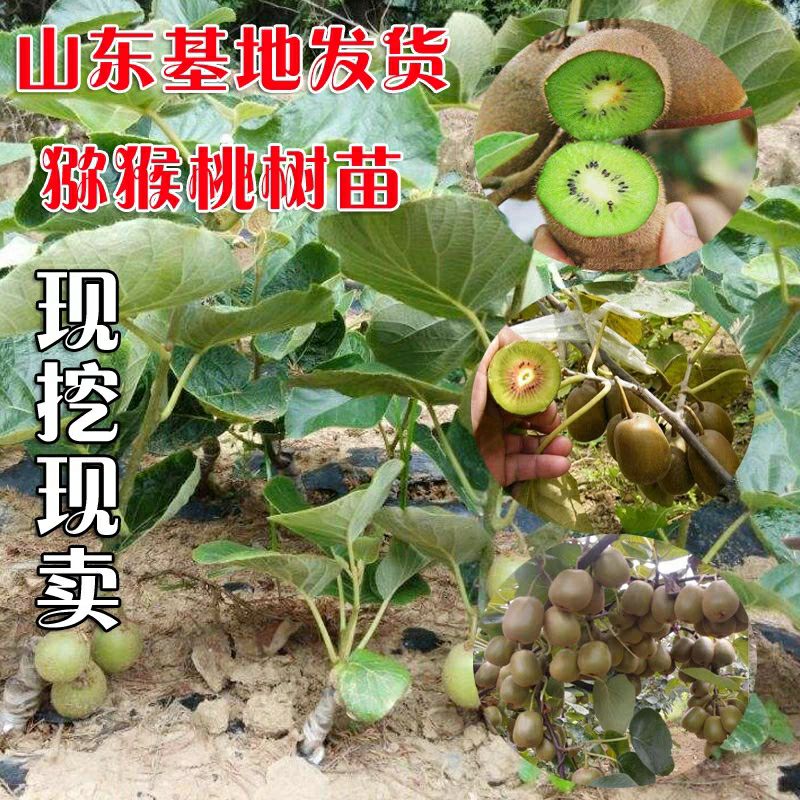 徐香猕猴桃苗  猕猴桃树苗嫁接猕猴桃苗