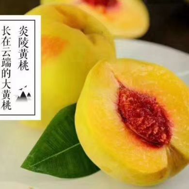 炎陵县 炎陵高山黄桃