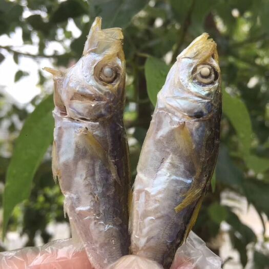 巴浪鱼干 巴浪鱼