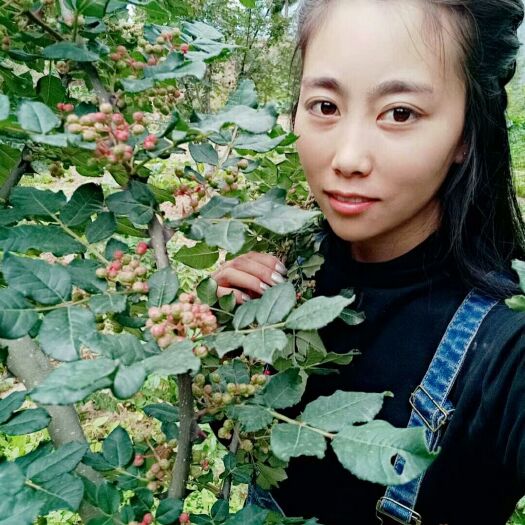 陇南 陇南市武都区原生苗大红袍花椒苗