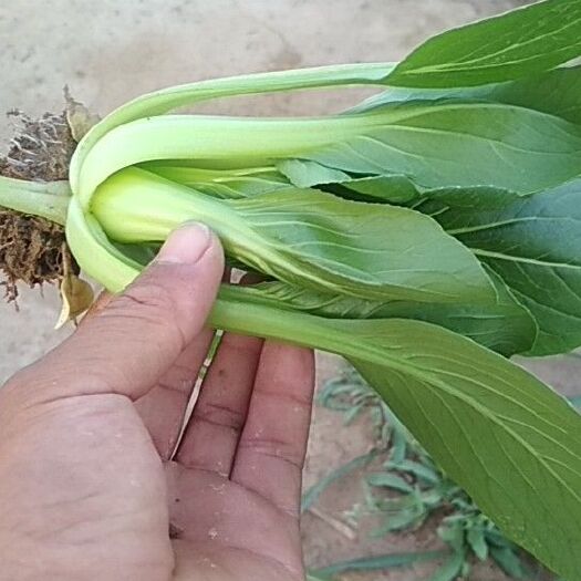 香河县北方小油菜 1两以下