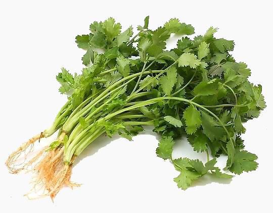  新鲜大棚香菜每5天出1000斤，欢迎新老朋友提前预定