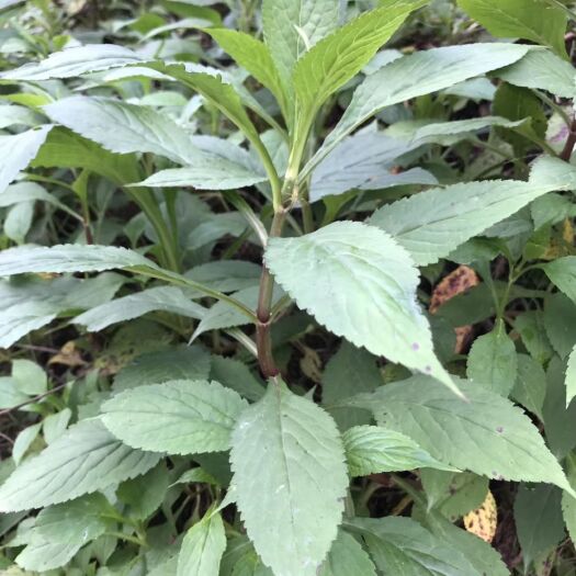 福州 野生苦菜干，苦菜其性平味甘微苦，可以清热，支持一件代发