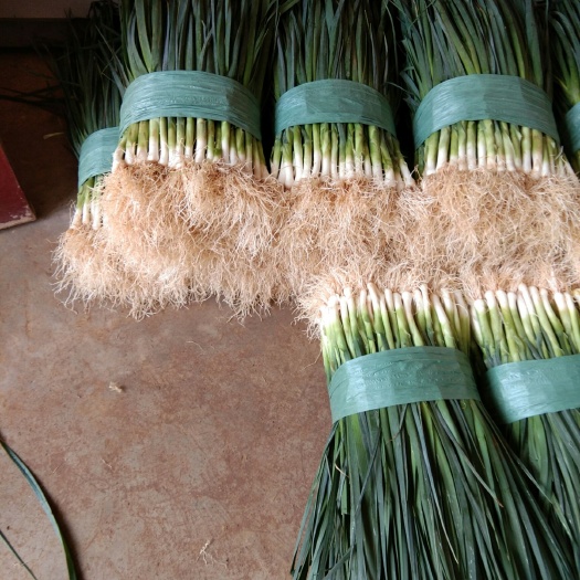 泸西县白根蒜苗 45 - 50cm