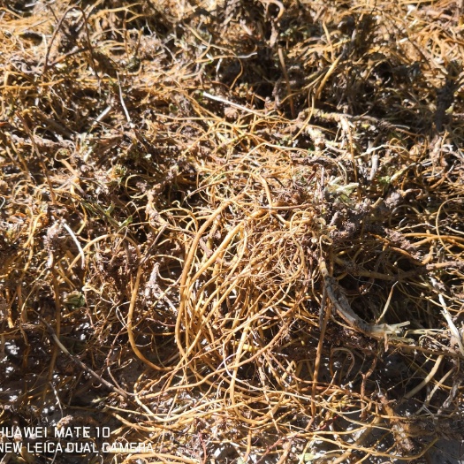 维西县野生鱼腥草 云南迪庆州维西野生药材龙胆草