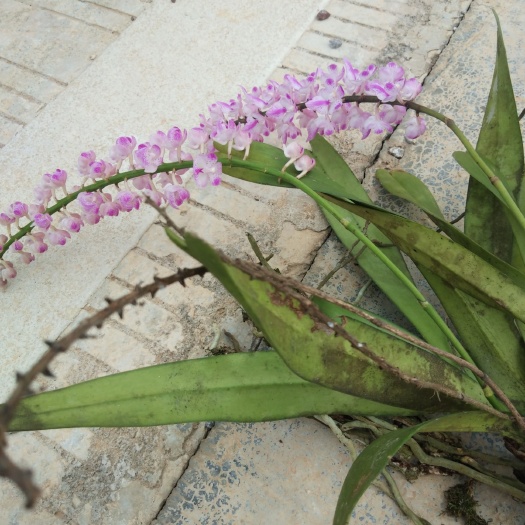 靖西市花叶蔓吊兰 30~50cm