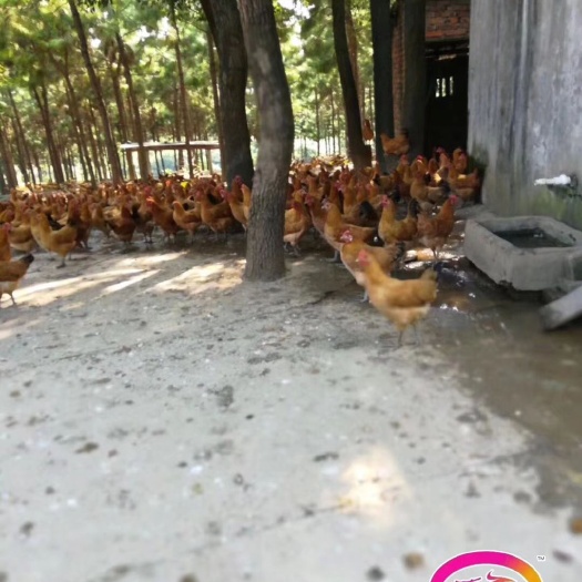 广州青脚土鸡苗 统货